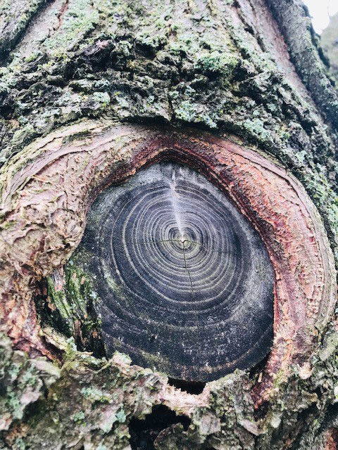 Jan Marchuk: Dino eye